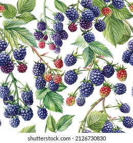 Berries, Leaves, Blackberry Branches. Watercolor Botanical Illustration. Forest Background. Seamless Pattern. 