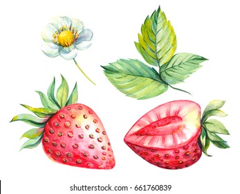 Berries Strawberry, Illustration Watercolor