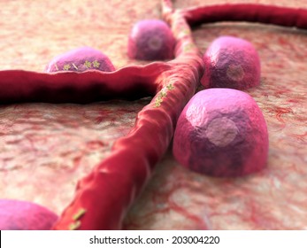 Beta Cells On The Pancreas Surface, Insulin And Leukocytes Inside The Blood Vessel 