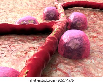 Beta Cells On The Pancreas Surface, Insulin And Leukocytes Inside The Blood Vessel