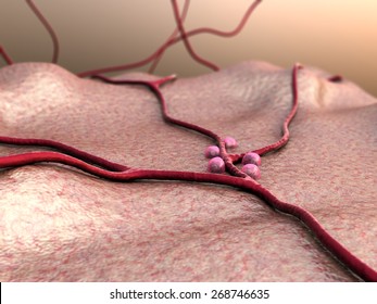 Beta Cells On The Pancreas Surface, Insulin And Leukocytes Inside The Blood Vessel