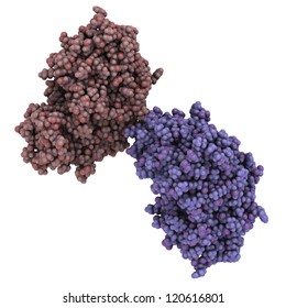 Beta secretase 1Alzheimer's disease protein (BACE1, beta-site APP cleaving enzyme 1, aspartyl protease 2, memapsin 2).