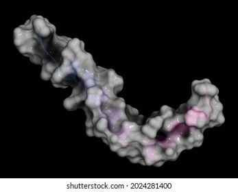 Beta-amyloid (Abeta) peptide, 3D rendering  Major component of plaques found in Alzheimer's disease 