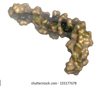 Beta-amyloid (Abeta) peptide, chemical structure. Major component of plaques found in Alzheimer's disease. Cartoon representation combined with semi-transparent surface.