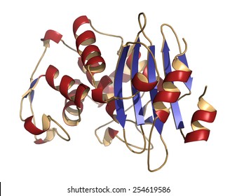 Beta-lactamase Enzyme From Staphylococcus Aureus. Responsible For Resistance Against Penicillin And Related Antibiotics. Cartoon Model, Secondary Structure Color: Alpha-helices Red, Beta Sheets Blue. 