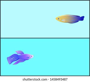 Betta Fish And Blue Striped Tamarin Wrasse With Unique Pattern And Fins. Sealife Species Of Seas And Oceans, Diverse Fauna Set Raster Illustration