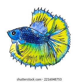 28,334 Red And Blue Betta Fish Images, Stock Photos & Vectors ...