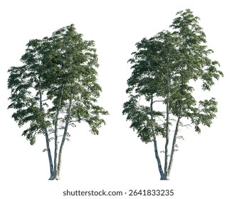 Betula pendula summer trees isolated on white background premium cutout (silver birch, warty birch, European white birch, East Asian white birch). Foreground tree