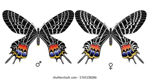  Bhutan Glory ( Bhutanitis Lidderdalii ) Black And White Net Big Butterfly With Orange Red, Blue, Yellow Dot On Back Wing Male And Female  Top View Science Style Painting Illutation On White Screen 
