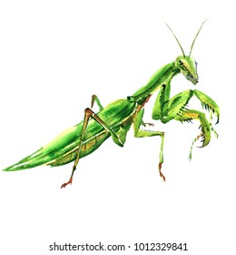 Bi green female european mantis, Praying Mantis, isolated, watercolor illustration on white