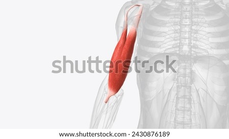 The biceps brachii (BB), commonly know as the biceps, is a large, thick muscle on the ventral portion of the upper arm  3d illustration