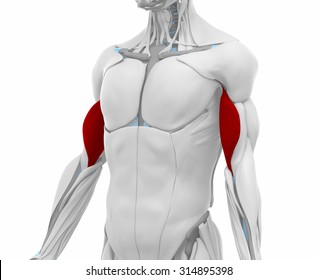 Biceps Brachii - Muscles Anatomy Map