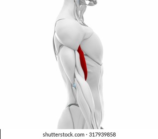 Biceps Brachii - Muscles Anatomy Map