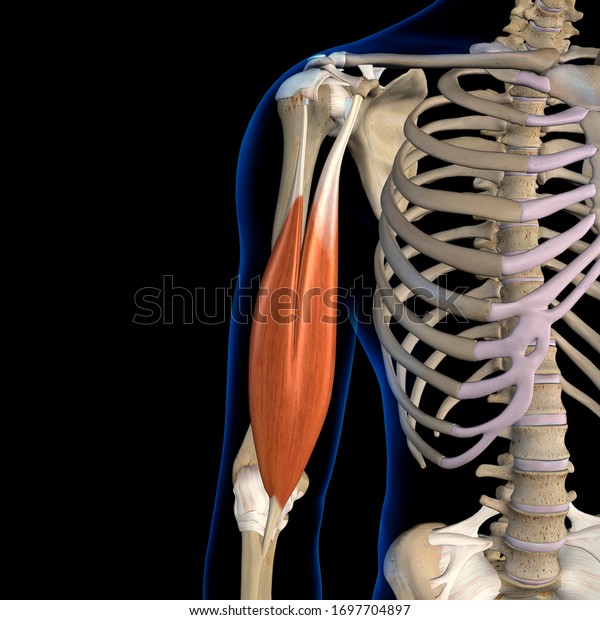 Ilustrasi Stok Biceps Brachii Muscles Isolated Anterior View 1697704897