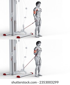 Biceps- Cable Bayesian Curl-3D (294)-
3D muscular character-
with dimensional shadow-
Can be customized if desired