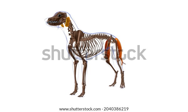 Biceps Femoris Muscle Dog Muscle Anatomy Stock Illustration 2040386219 ...