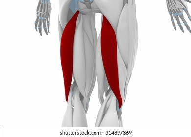 Biceps Femoris - Muscles Anatomy Map