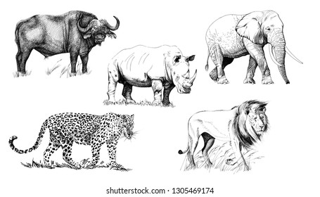 Big african five animal. Hand drawn illustration. Collection of hand drawn illustrations (originals, no tracing)