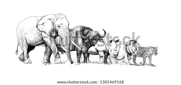 アフリカの大きな5頭の動物 手描きのイラスト 手描きのイラストのコレクション オリジナル トレースなし のイラスト素材
