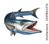  Big barracuda fish on white. Sphyraena barracuda realistic illustration isolate.