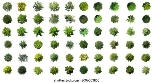 Big Collection of 3D Top view Green Trees Isolated on white background , Use for visualization in architectural design