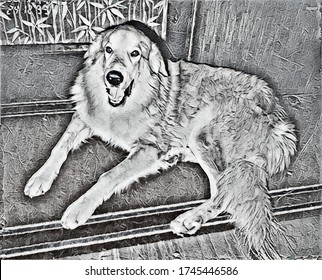 A Big Furry Dog Lies On The Carpet And Looks At You In The Style Of An Esher Engraving And Escher Art Effect