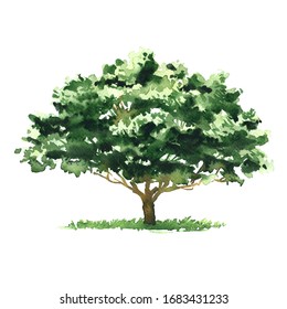 Big green deciduous tree, garden or forest element for design, isolated, hand drawn watercolor illustration on white background