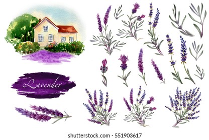 Big Lavender Illustration Set. Provence Lavender Landscape, Flowers And Bouquets In Watercolor. 