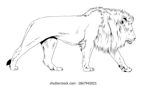 Lion Noir Et Blanc Illustrations Images Et Images Vectorielles De Stock Shutterstock