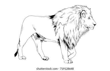 big lion with the mane is painted with ink by hand on a white background - Powered by Shutterstock