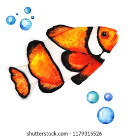 Big Orange Clownfish Handdrawing Watercolor Illustration Stock ...