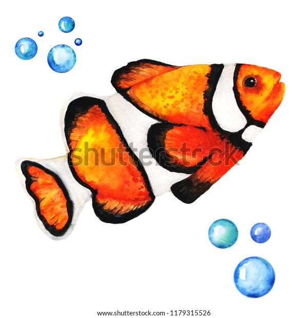 Big Orange Clownfish Handdrawing Watercolor Illustration Stock ...