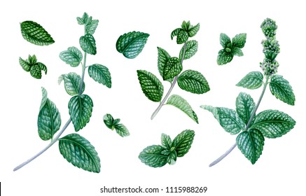 Big peppermint set. Summer herb. Botanical illustration. Isolated floral elements.