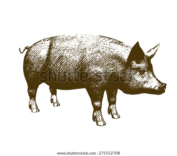 Big Pig Engraving Style On White Stock Illustration 275552708 ...