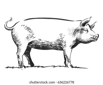 Big Pig Ink Sketch