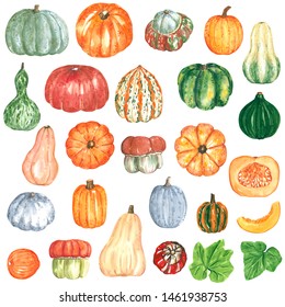 Big Pumpkin Squash Clipart Set, Hand Drawn Watercolor Illustration Isolated On White. Halloween Symbol