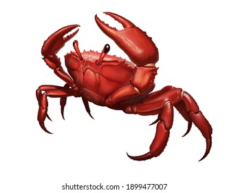 Сrab big red attacks aggressively by lifting its claws upward  King Crab running along the beach realism illustration isolate  
