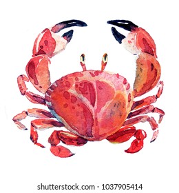 Big Red Crab Watercolor Illustration