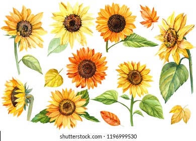 big set, autumn colors, sunflowers, on an isolated white background, watercolor illustration, botanical painting