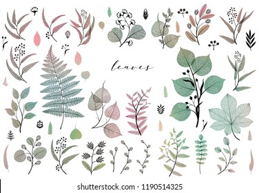 Big set of branches and leaves, fall, spring, summer. Vintage botanical illustration in colorful design