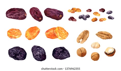 Big Set Of Dried Fruits. Dates Fruit, Raisins, Prune, Apricot, Nuts. Watercolor Collection