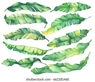 Big set exotic tropical banana green and yellow leaves.Watercolor hand drawn painting illustration, on white background.