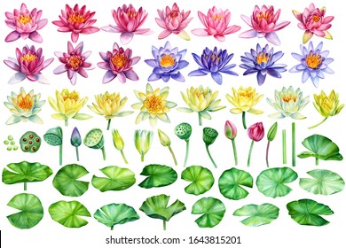 Big set of flowers lotus. bds, seed, leaves on isolated white background, watercolor painting, hand drawing, botanical illustration