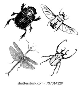 Big Set Of Insects, Bugs, Flying Beetles. Many Species In Vintage Old Hand Drawn Stippling And Hatching, Shading Style. Engraved Stipple Woodcut.