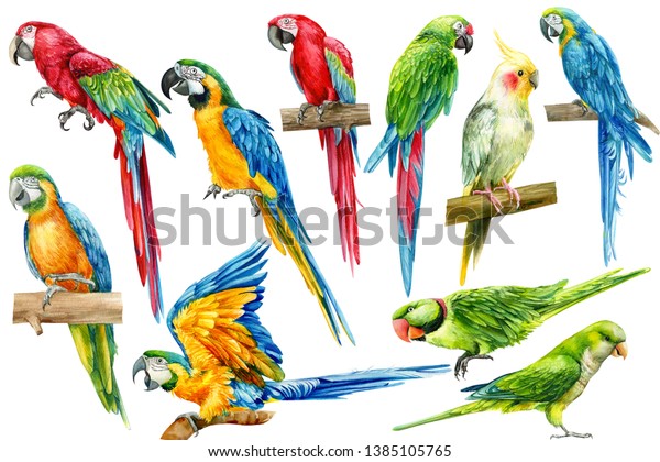 Big Set Parrots Birds On Isolated Stock Illustration 1385105765