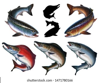 Big set trout atlantic salmon isolated realistic illustration. Wild river fish. Chinook Salmon, Salmon, Snout fish big.