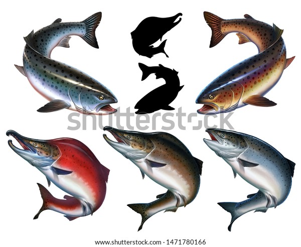 大型マス大西洋サケのリアルなイラスト 野生の川魚 チヌークサーモン サーモン スナウトフィッシュ のイラスト素材 Shutterstock