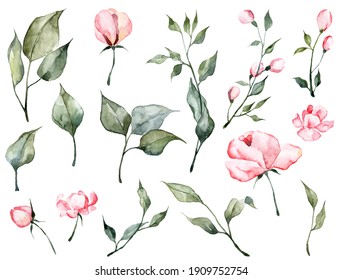 Big Set With Watercolor Botanical Illustrations Isolated On White Background. Hand Painted Pink Flowers And Green Leaves