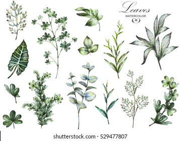 Big Set watercolor elements - herbs, leaf. collection garden and wild herb, leaves, branches, illustration isolated on white background, eucalyptus, exotic, tropical leaf. Green