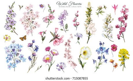 Big Set watercolor elements - wild flowers, herbs. collection wild meadow flowers, branches.  illustration isolated on white background. Botanic